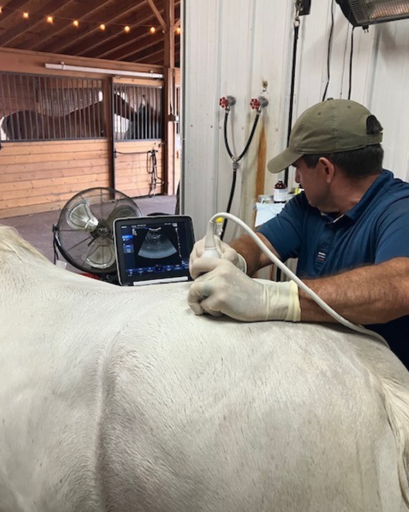 Dr. Brent Barrett ultrsounding – Barrett Equine Lameness – Ocala, FL and Colorado Springs, CO Dr. Brent Barrett ultrsounding - Barrett Equine Lameness - Ocala, FL and Colorado Springs, CO