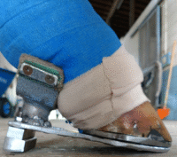Fetlock Support Shoe - Podiatry - Barrett - Equine Lameness - Ocala, FL and Colorado Springs, CO.