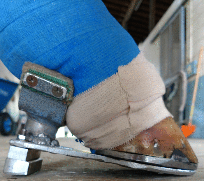 Fetlock Support Shoe – Podiatry – Barrett – Equine Lameness – Ocala, FL and Colorado Springs, CO. Fetlock Support Shoe - Podiatry - Barrett - Equine Lameness - Ocala, FL and Colorado Springs, CO.