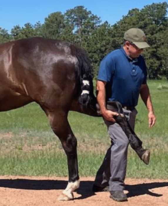 Hind Limb Flexion – Barrett Equine Lameness – Owned by Brent Barret DVM – Ocala, FL and Colorado Springs, CO Hind Limb Flexion - Barrett Equine Lameness - Owned by Brent Barret DVM - Ocala, FL and Colorado Springs, CO