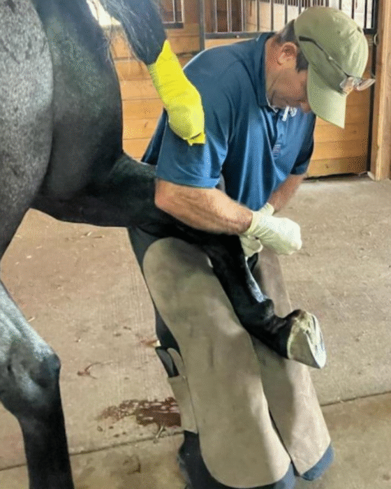 Hind suspensory block – Barrett Equine Lameness – Performed by Brent Barret DVM – Ocala, FL and Colorado Springs, CO Hind suspensory block - Barrett Equine Lameness - Performed by Brent Barret DVM - Ocala, FL and Colorado Springs, CO