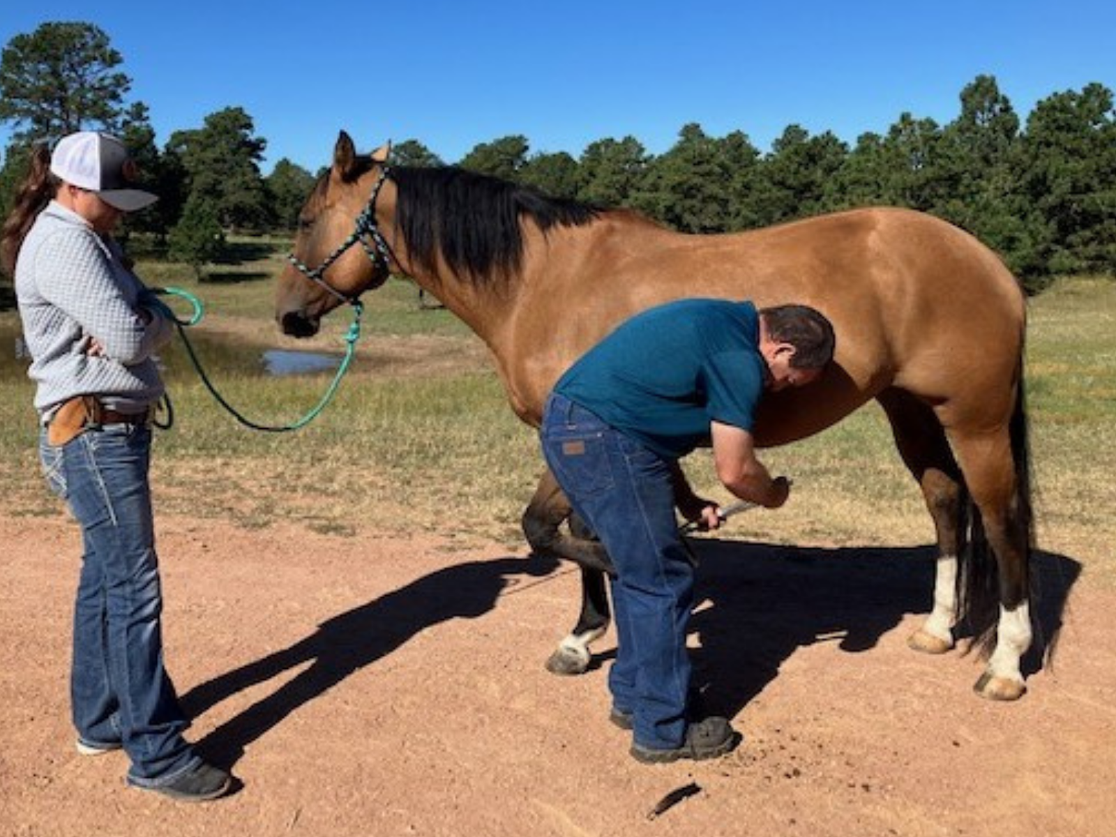 Hoof Tester Exam – Barrett Equine Lameness – Owned by Brent Barret DVM – Ocala, FL and Colorado Springs, CO Hoof Tester Exam - Barrett Equine Lameness - Owned by Brent Barret DVM - Ocala, FL and Colorado Springs, CO