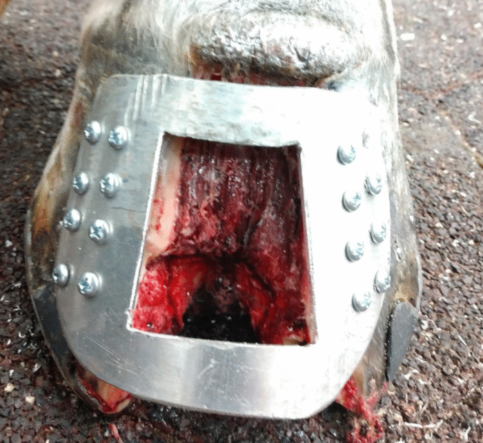 Keratoma Stabilization Plate – Podiatry – Barrett Equine Lameness – Ocala, FL and Colorado Springs, CO. Keratoma Stabilization Plate - Podiatry - Barrett Equine Lameness - Ocala, FL and Colorado Springs, CO.