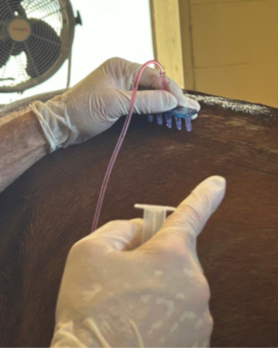 Mesotherapy – Barrett Equine Lameness – Performed by Brent Barret DVM – Ocala, FL and Colorado Springs, CO Mesotherapy - Barrett Equine Lameness - Performed by Brent Barret DVM - Ocala, FL and Colorado Springs, CO