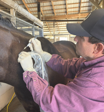 Neck Injection – Joint Injection – Barrett Equine Lameness – Ocala, FL and Colorado Springs, CO Neck Injection - Joint Injection - Barrett Equine Lameness - Ocala, FL and Colorado Springs, CO