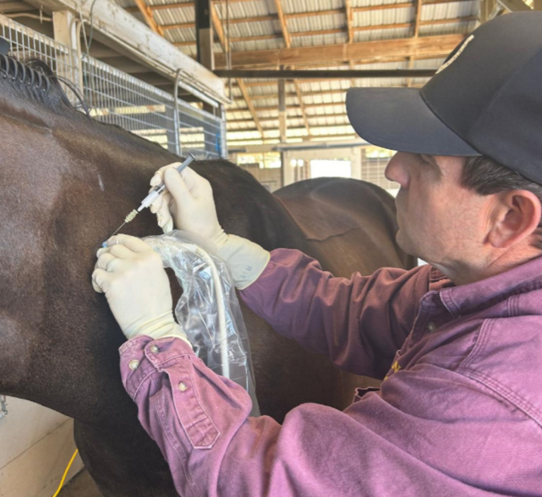 Neck Injection - Joint Injection -Dr. Brent Barrett - Barrett Equine Lameness - Ocala, FL and Colorado Springs, CO