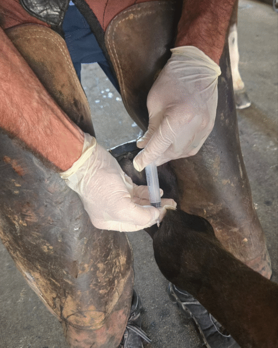 Performing an abaxial nerve block – Barrett Equine Lameness – Owned by Brent Barret DVM – Ocala, FL and Colorado Springs, CO – 352-456-9824. Performing an abaxial nerve block - Barrett Equine Lameness - Owned by Brent Barret DVM - Ocala, FL and Colorado Springs, CO - 352-456-9824.