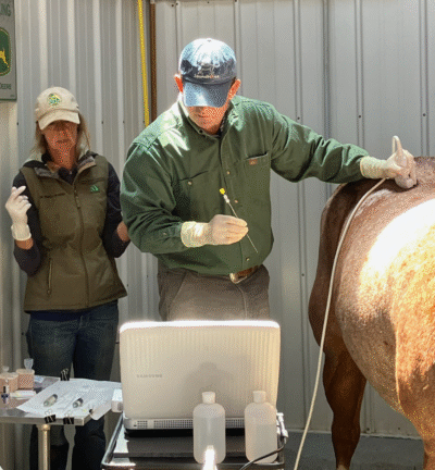 Psoas Injection – Joint Injection – Barrett Equine Lameness – Ocala, FL and Colorado Springs, CO Psoas Injection - Joint Injection - Barrett Equine Lameness - Ocala, FL and Colorado Springs, CO