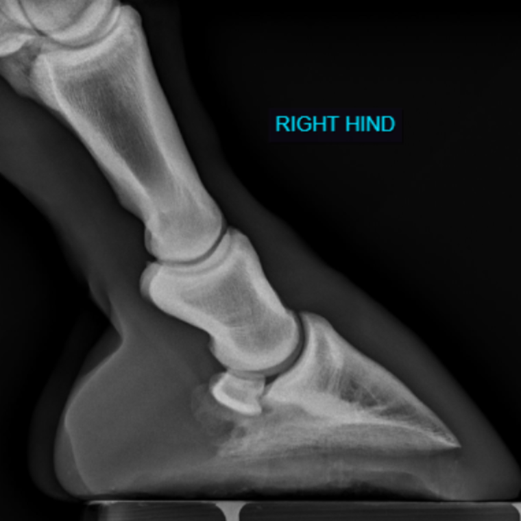 Radiograph of the right hind foot - DR. Brent Barrett - Barrett Equine Lameness Colorado Springs, CO and Ocala, FL