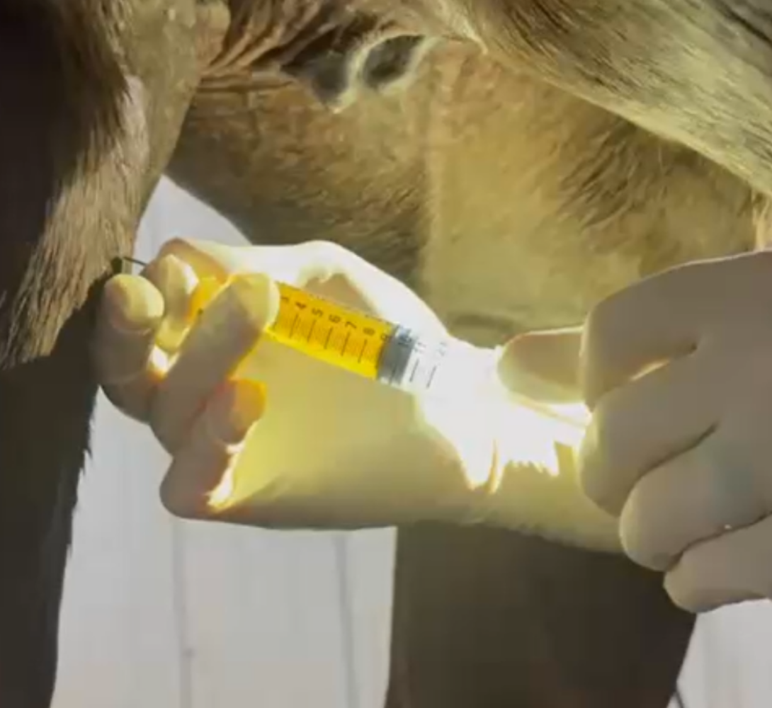Stifle Aspiration - Joint Injection - Barrett Equine Lameness - Ocala, FL and Colorado Springs, CO -.