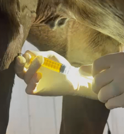 Stifle Aspiration – Joint Injection – Barrett Equine Lameness – Ocala, FL and Colorado Springs, CO Stifle Aspiration - Joint Injection - Barrett Equine Lameness - Ocala, FL and Colorado Springs, CO