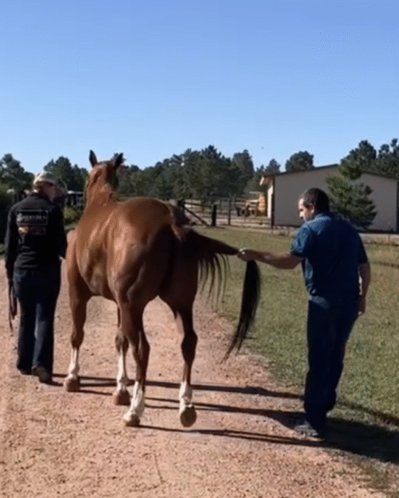 Tail Pull – Barrett Equine Lameness – Owned by Brent Barret DVM – Ocala, FL and Colorado Springs, CO Tail Pull - Barrett Equine Lameness - Owned by Brent Barret DVM - Ocala, FL and Colorado Springs, CO
