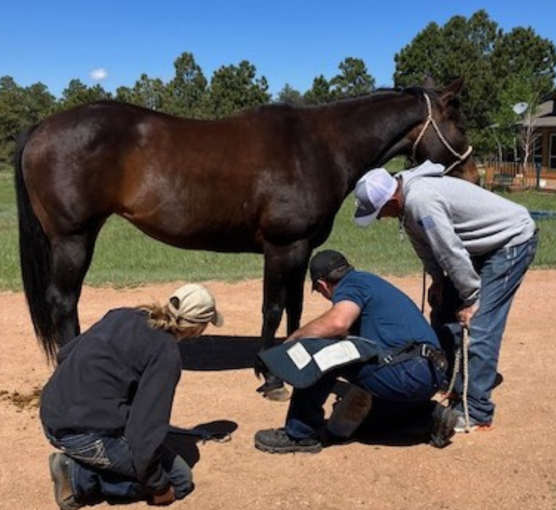 Team Hoof Exam – Barrett Equine Lameness – Owned by Brent Barret DVM – Ocala, FL and Colorado Springs, CO Team Hoof Exam - Barrett Equine Lameness - Owned by Brent Barret DVM - Ocala, FL and Colorado Springs, CO
