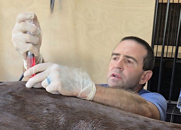 Treating sore back muscles with injectable acupuncture – Dr. Brent Barrett – Barrett Equine Lameness – Ocala, FL and Colorado Springs, CO. Treating sore back muscles with injectable acupuncture - Dr. Brent Barrett - Barrett Equine Lameness - Ocala, FL and Colorado Springs, CO.