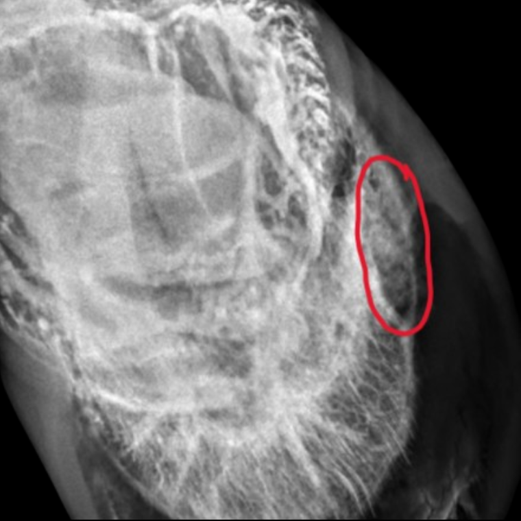 Venogram Infection - Podiatry - Barrett Equine Lameness - Ocala, FL and Colorado Springs, CO 352-456-9824.
