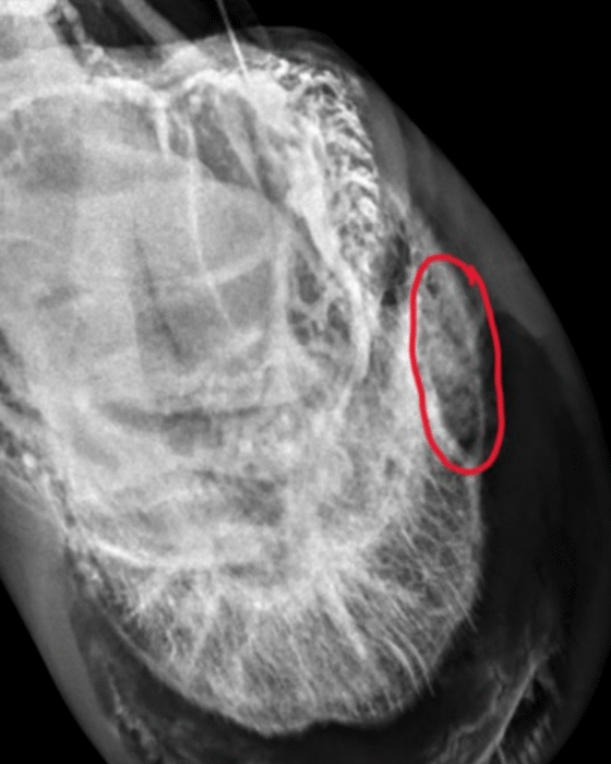 Venogram Infection - Podiatry - Barrett Equine Lameness - Ocala, FL and Colorado Springs, CO 352-456-9824