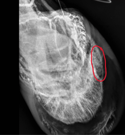 Venogram Infection – Podiatry – Barrett Equine Lameness – Ocala, FL and Colorado Springs, CO Venogram Infection - Podiatry - Barrett Equine Lameness - Ocala, FL and Colorado Springs, CO