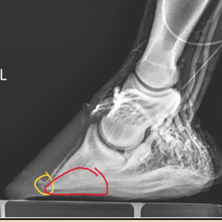 Venogram Lateral - Podiatry - Barrett Equine Lameness - Ocala, FL and Colorado Springs, CO 352-456-9824